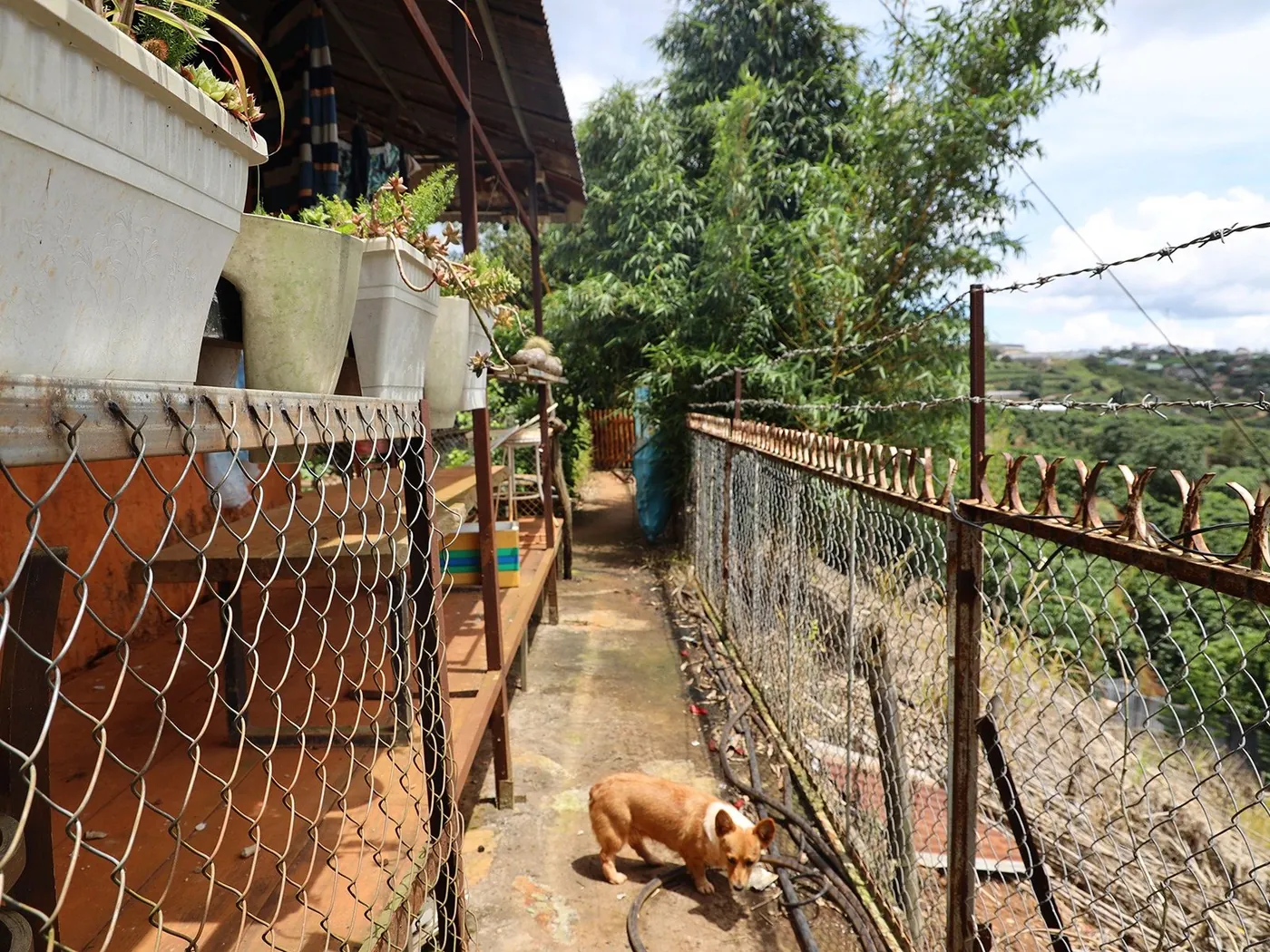 Lối đi cạnh căn nhà gỗ, với một chú chó nằm nghỉ ở Farm