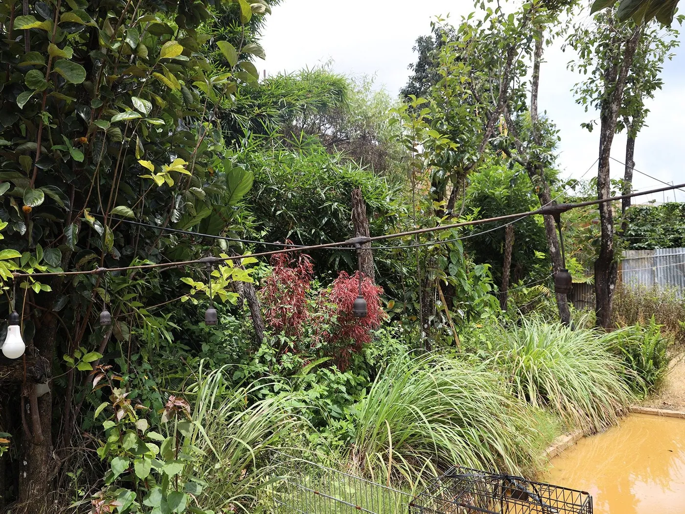 Hàng cây và mảng xanh cạnh hồ nước ở Farm