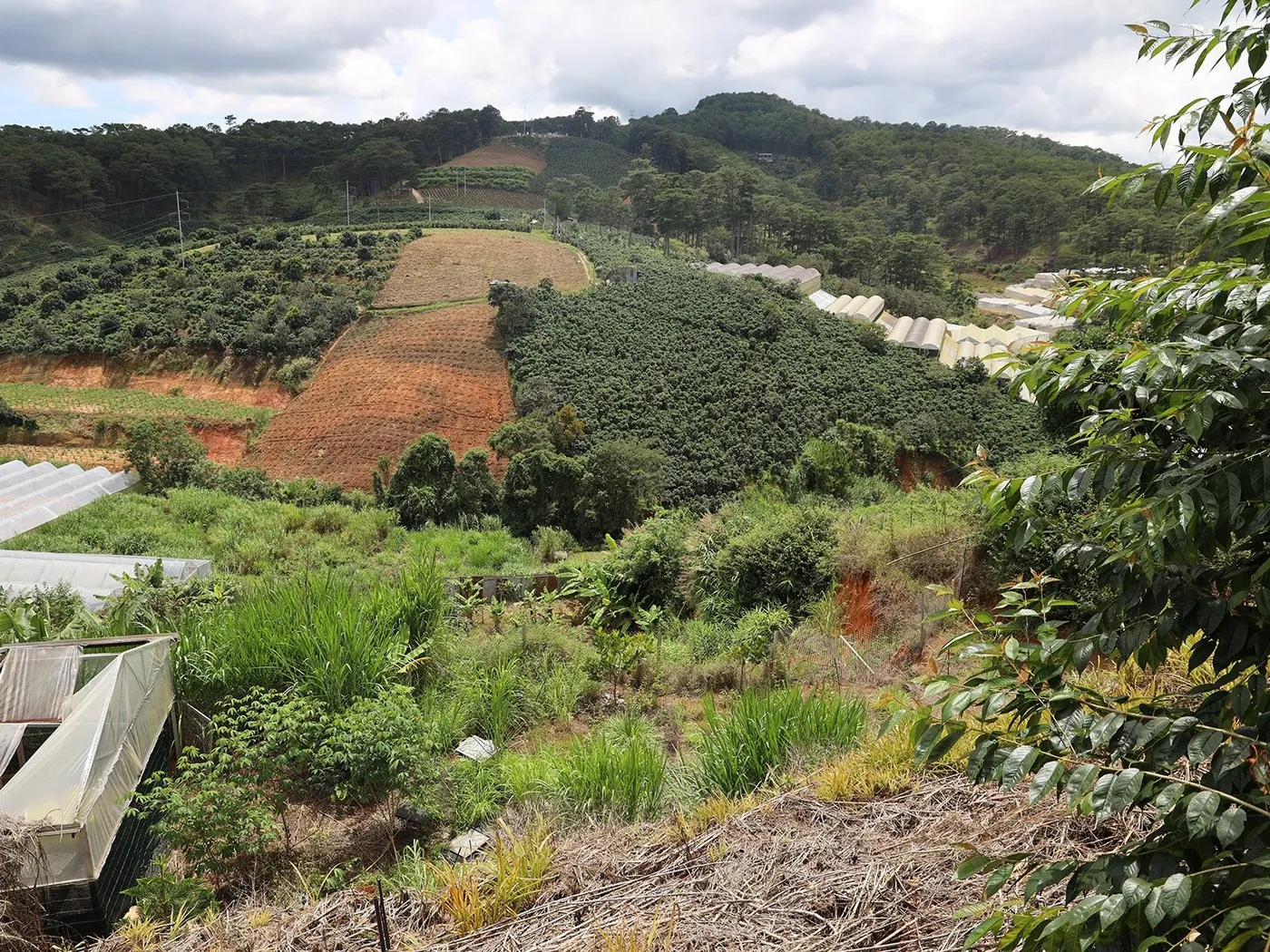 Những mảng vườn xanh và triền đồi nhìn từ Farm